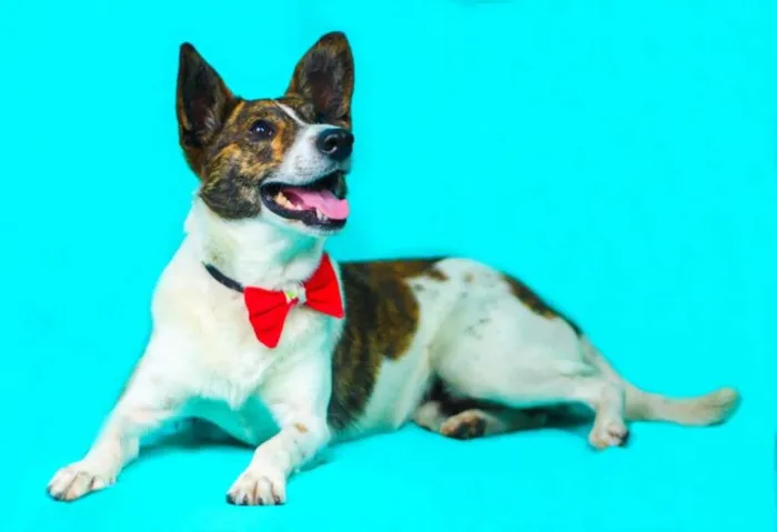 Cachorro ra a vira-lata idade  nome Costelinha