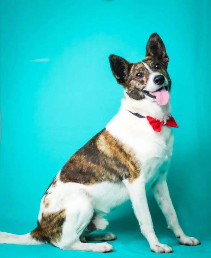 Cachorro ra a vira-lata idade  nome Costelinha