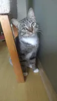Elvis