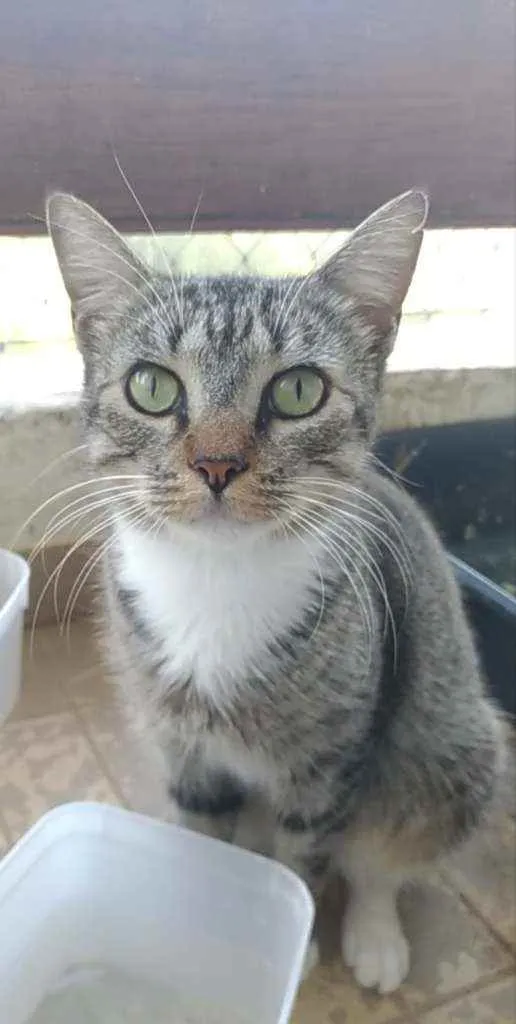 Gato ra a Srd idade 1 ano nome Elvis