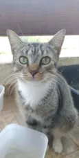 Elvis