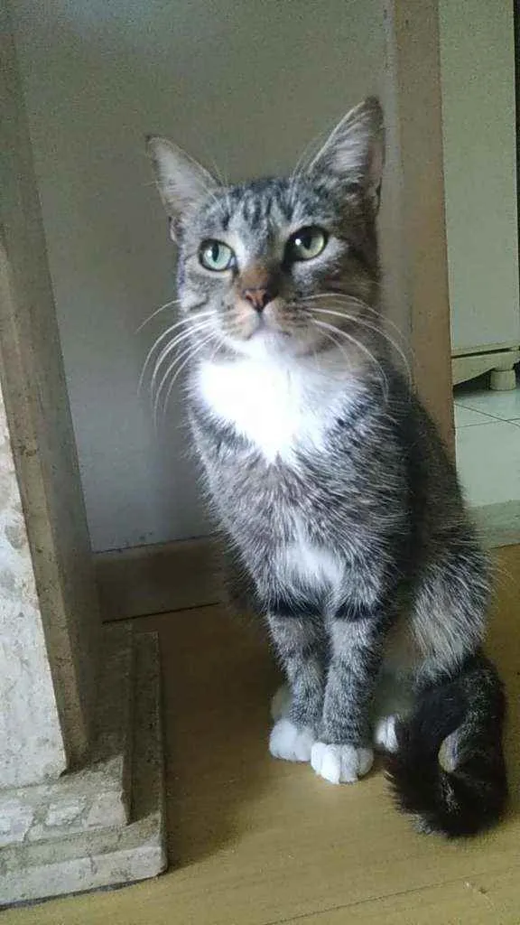Gato ra a Srd idade 1 ano nome Elvis