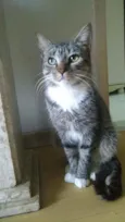 Elvis