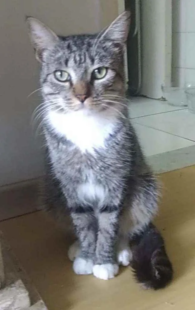 Gato ra a Srd idade 1 ano nome Elvis