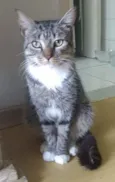 Elvis