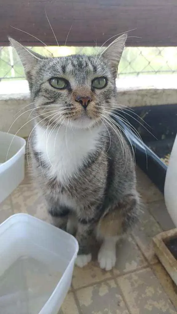 Gato ra a Srd idade 1 ano nome Elvis