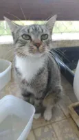 Elvis