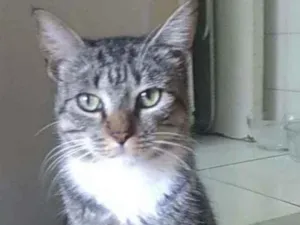 Gato raça Srd idade 1 ano nome Elvis