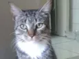Elvis