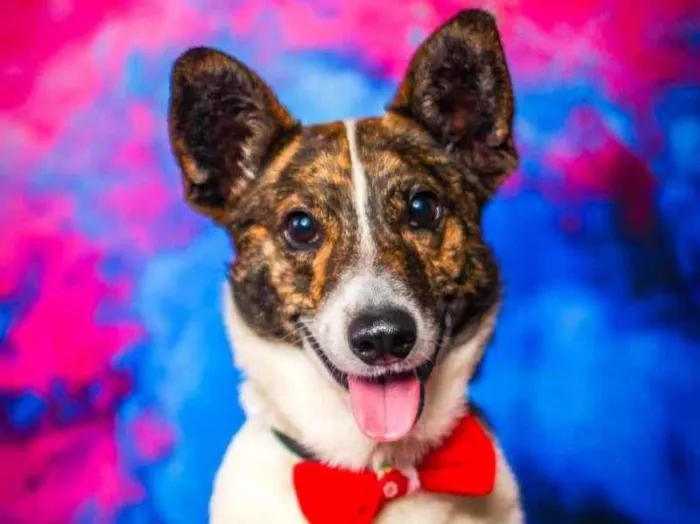 Cachorro ra a vira-lata idade  nome Costelinha
