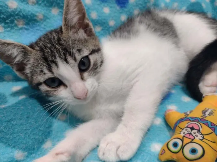 Gato ra a SRD-ViraLata idade 2 a 6 meses nome Lili