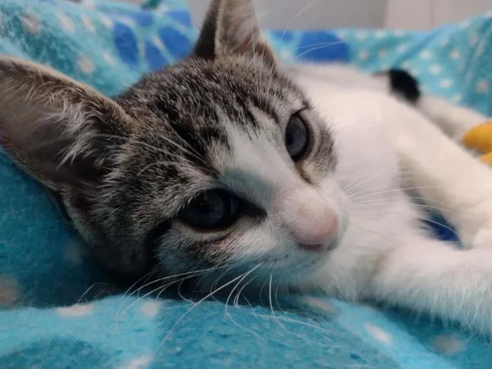 Gato ra a SRD-ViraLata idade 2 a 6 meses nome Lili