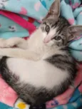 Lili
