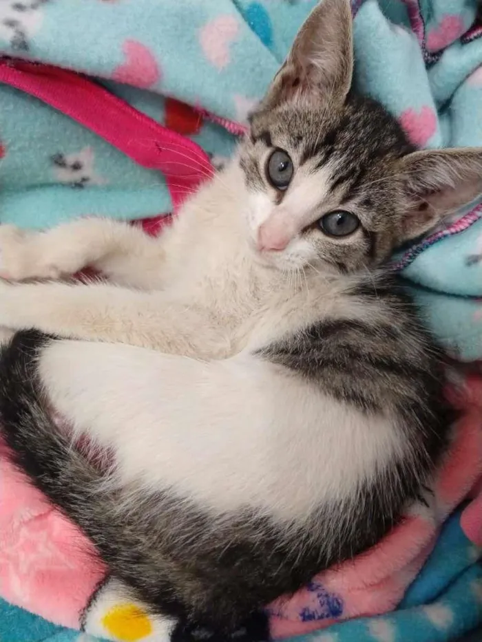 Gato ra a SRD-ViraLata idade 2 a 6 meses nome Lili
