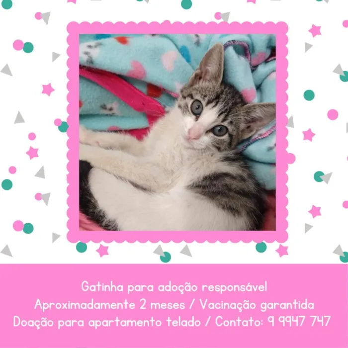 Gato ra a SRD-ViraLata idade 2 a 6 meses nome Lili