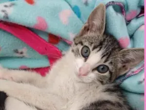 Gato raça SRD-ViraLata idade 2 a 6 meses nome Lili