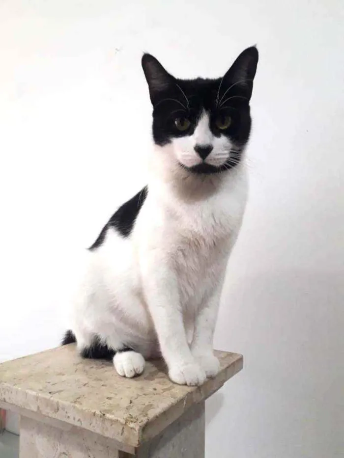 Gato ra a Srd idade 2 anos nome Filo