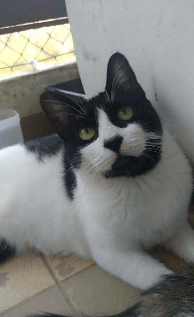 Gato ra a Srd idade 2 anos nome Filo
