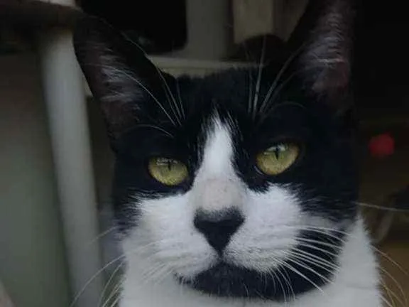Gato ra a Srd idade 2 anos nome Filo