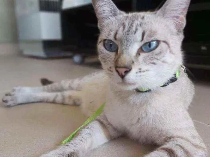 Gato ra a Srd idade 2 anos nome Pandora