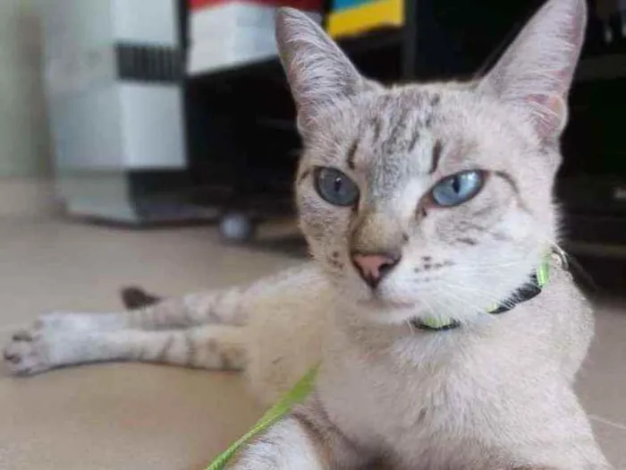 Gato ra a Srd idade 2 anos nome Pandora