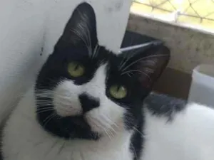 Gato raça Srd idade 2 anos nome Filo