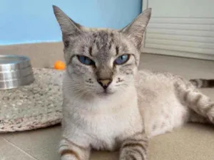 Gato raça Srd idade 2 anos nome Pandora