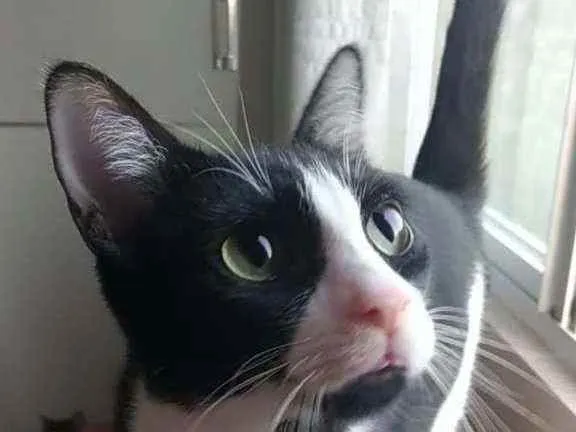 Gato ra a Srd idade 2 anos nome Joao