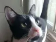 Joao