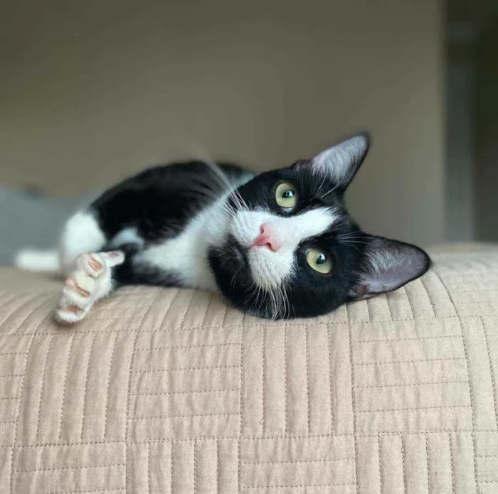 Gato ra a Srd idade 2 anos nome Joao