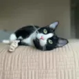 Joao