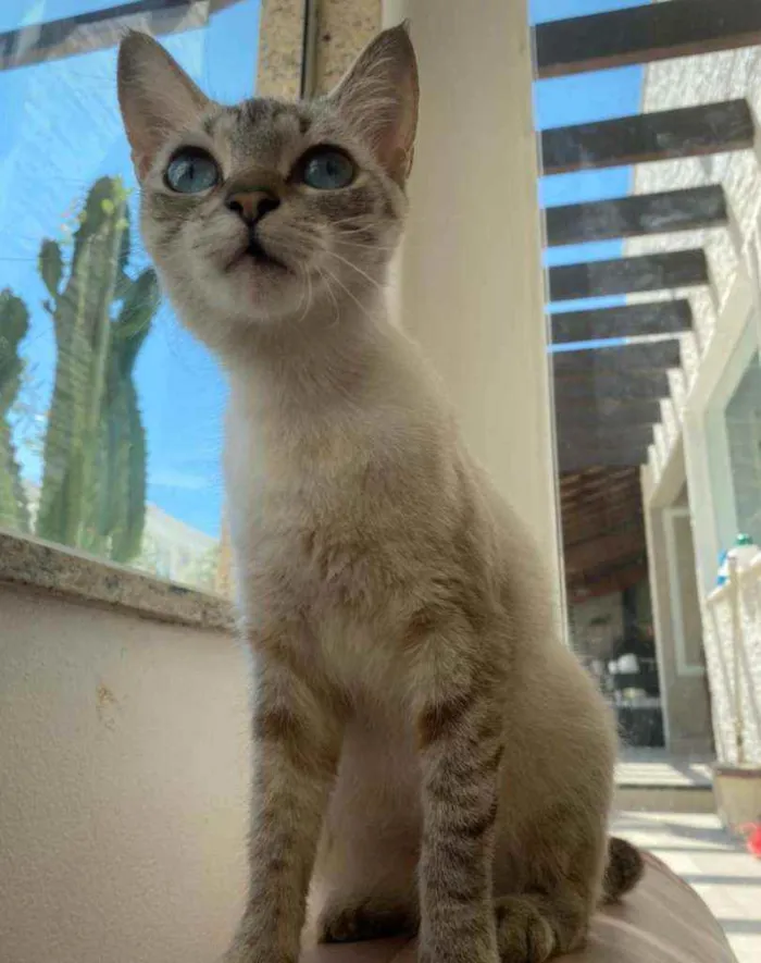 Gato ra a Srd idade 2 anos nome Crystal