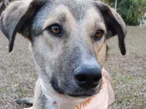 Cachorro raça SRD idade 2 anos nome Lobo