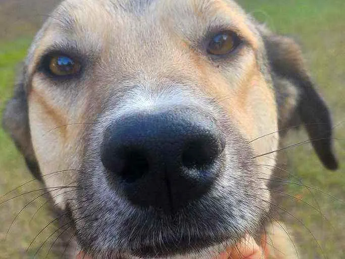 Cachorro raça SRD idade 2 anos nome Lobo