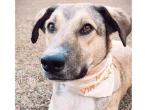 Cachorro raça SRD idade 2 anos nome Lobo
