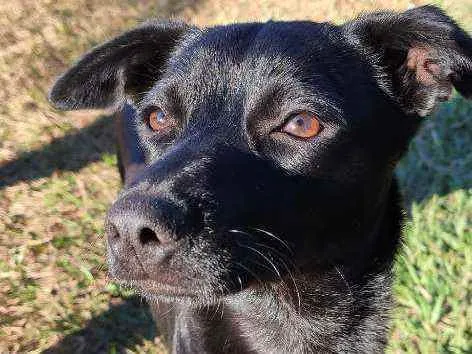 Cachorro raça Srd idade 2 a 6 meses nome Amora