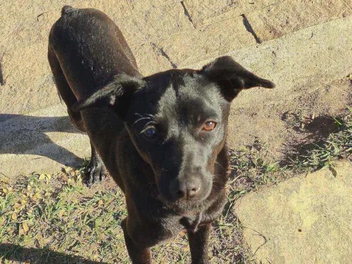 Cachorro raça Srd idade 2 a 6 meses nome Amora
