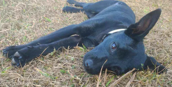 Cachorro raça Srd idade 2 a 6 meses nome Amora