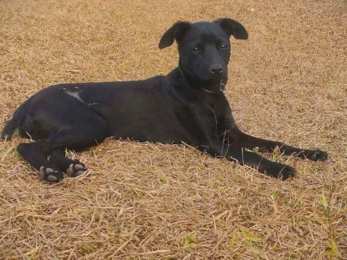 Cachorro raça Srd idade 2 a 6 meses nome Amora