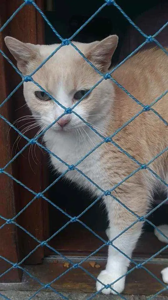 Gato ra a Srd idade 2 anos nome Thor