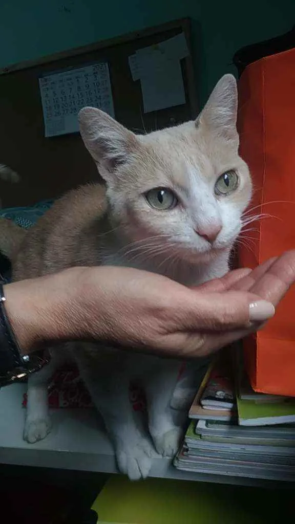 Gato ra a Srd idade 2 anos nome Thor