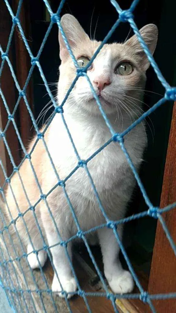 Gato ra a Srd idade 2 anos nome Thor