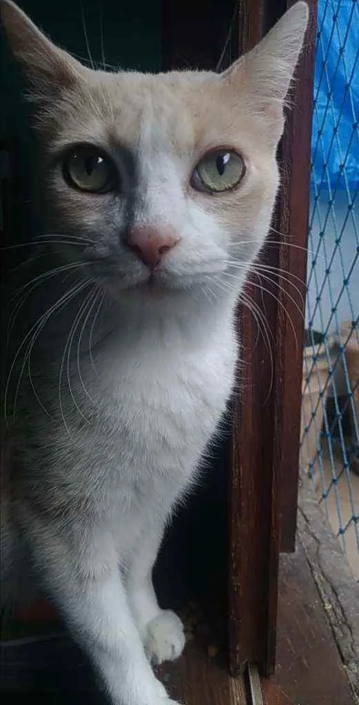 Gato ra a Srd idade 2 anos nome Thor