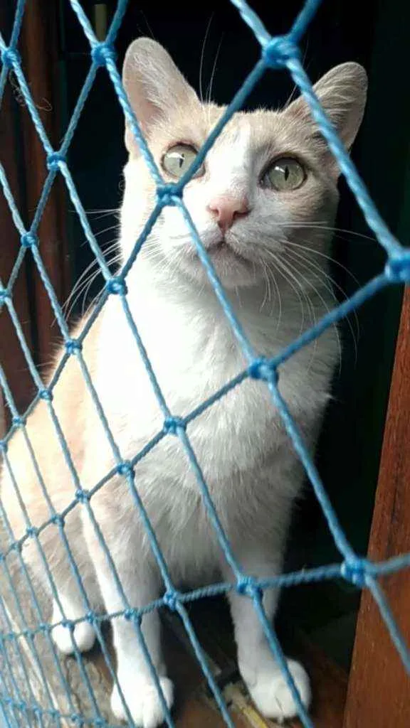 Gato ra a Srd idade 2 anos nome Thor