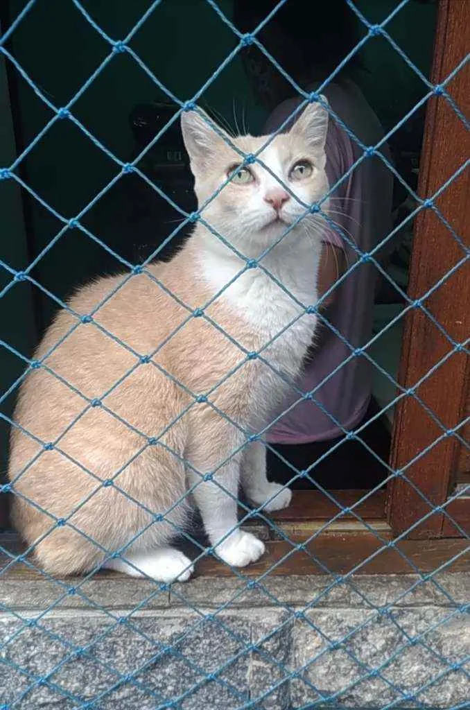 Gato ra a Srd idade 2 anos nome Thor