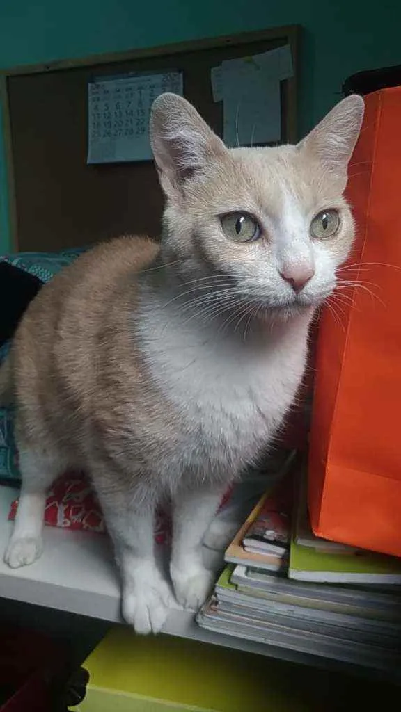Gato ra a Srd idade 2 anos nome Thor