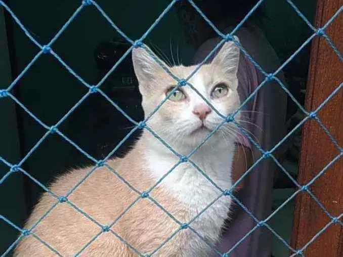 Gato ra a Srd idade 2 anos nome Thor