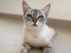 Gato raça Srd idade 2 anos nome Crystal