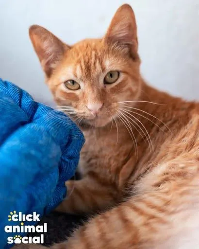 Gato ra a SRD-ViraLata idade 2 a 6 meses nome Boris