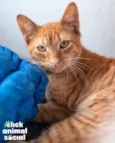 Boris